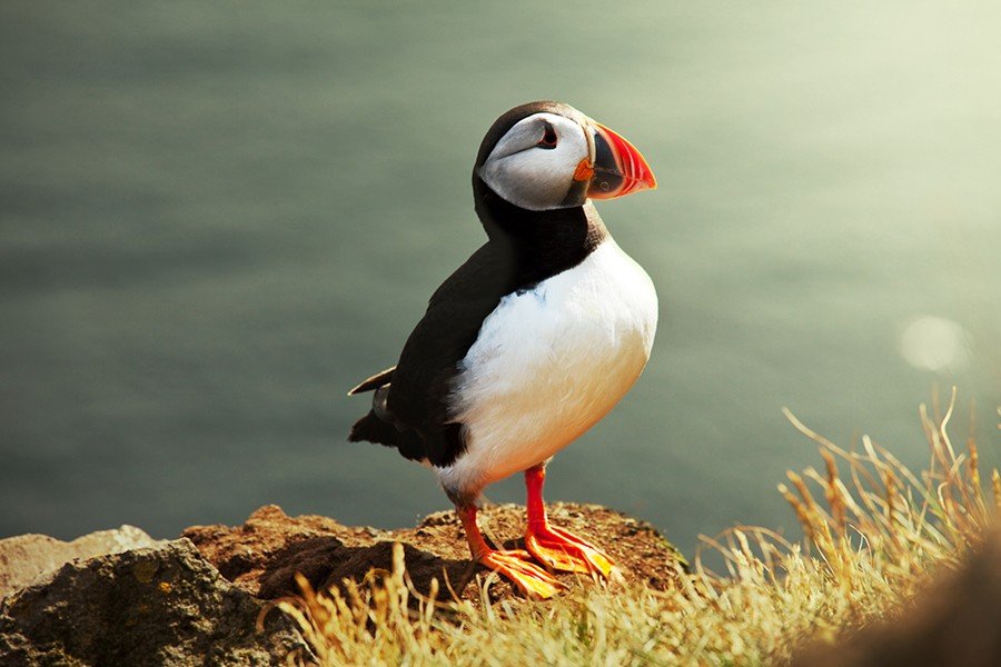 Puffin