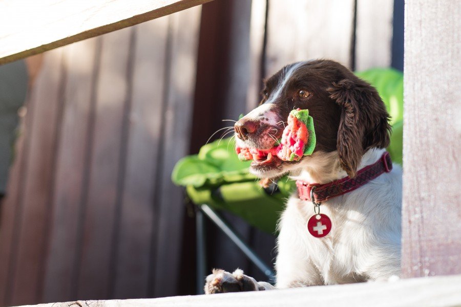 Dog Friendly Lodges Pembrokeshire