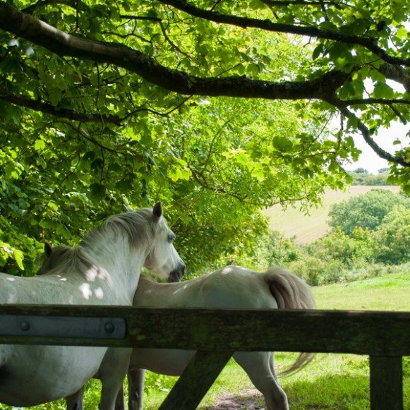 horses by gate