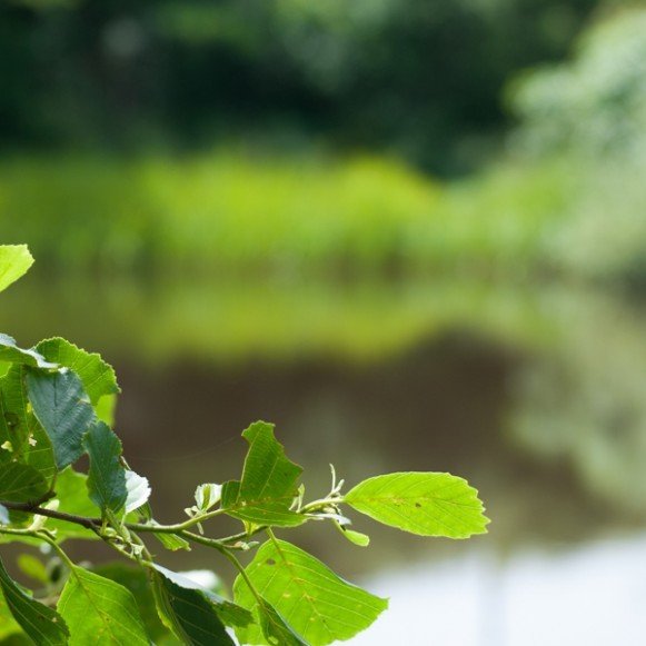 Leaf closeup across lake