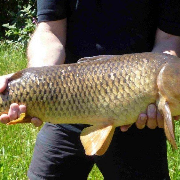 Common Carp Fishing