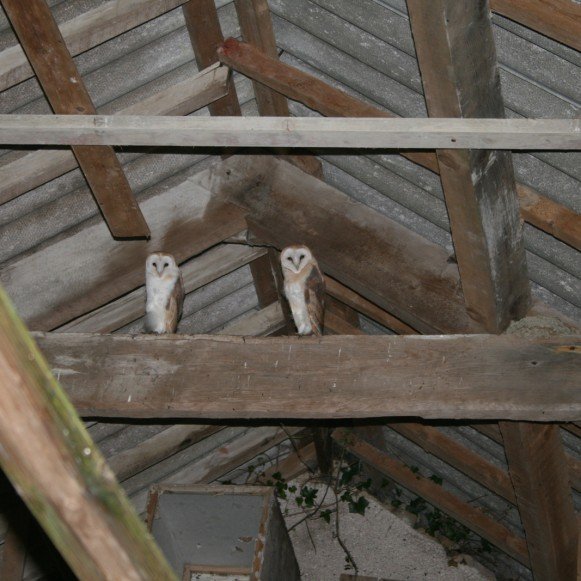 Barn Owls 