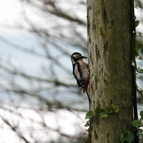 Woodpecker