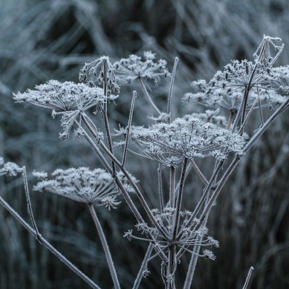 Frost flower