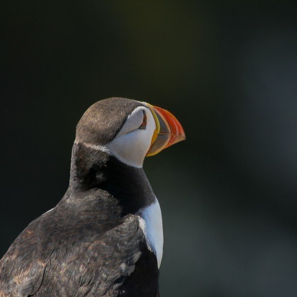 Puffin Skomer Island