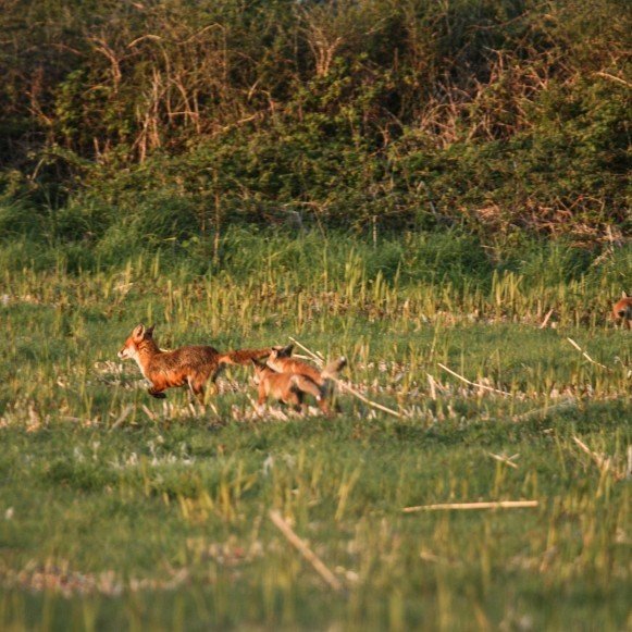 Fox and Cubs Play in Field 