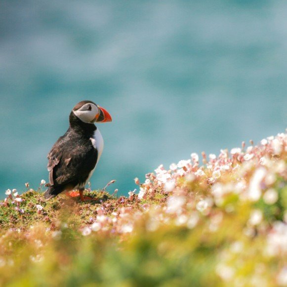 Puffin on Skomer Island