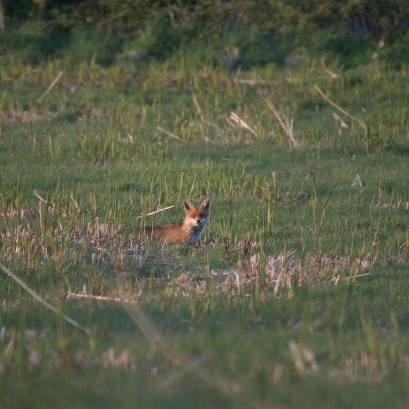 Fox in Timber Hill Field