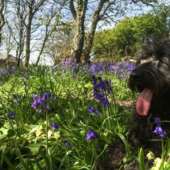 Dog in Bluebells