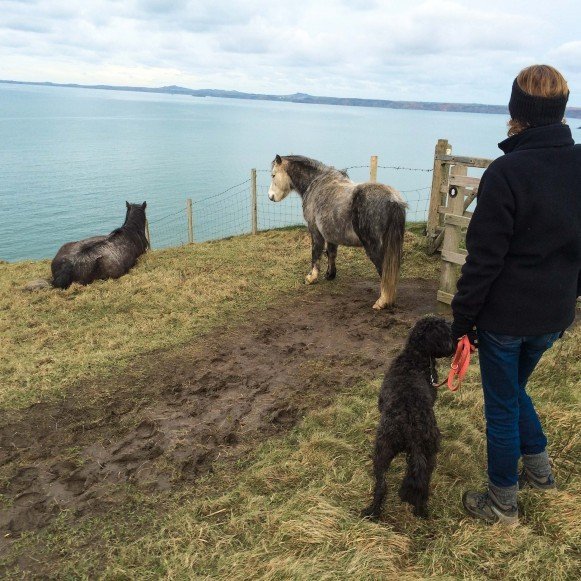 Dog Walker and Ponies on Coast Path