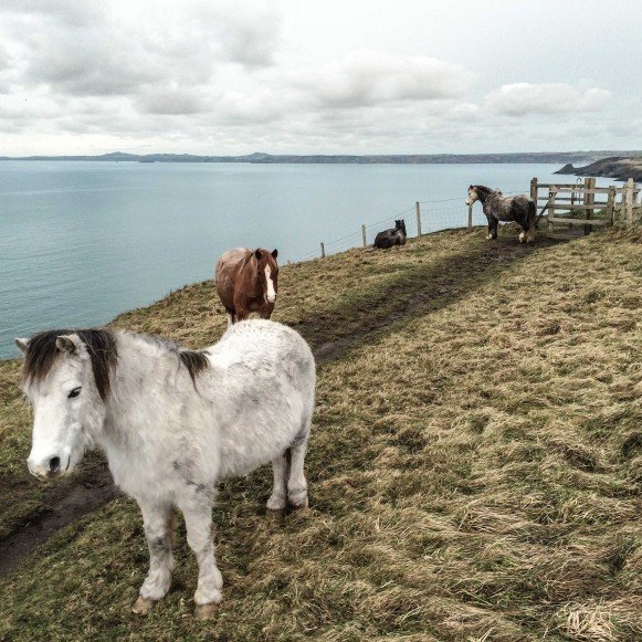 Wild Ponies on Coast Path 