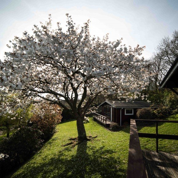 Cheery Tree Bloom