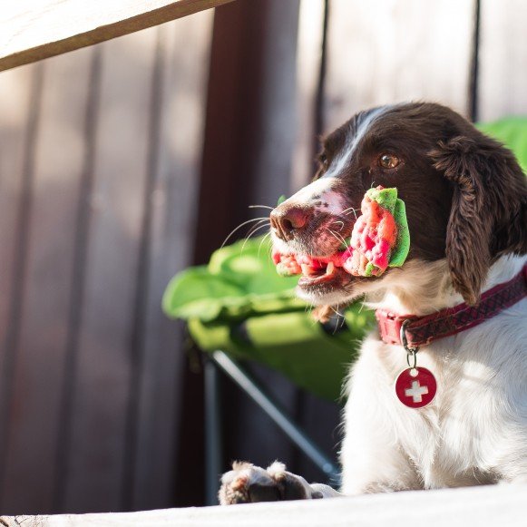 Dog on decking