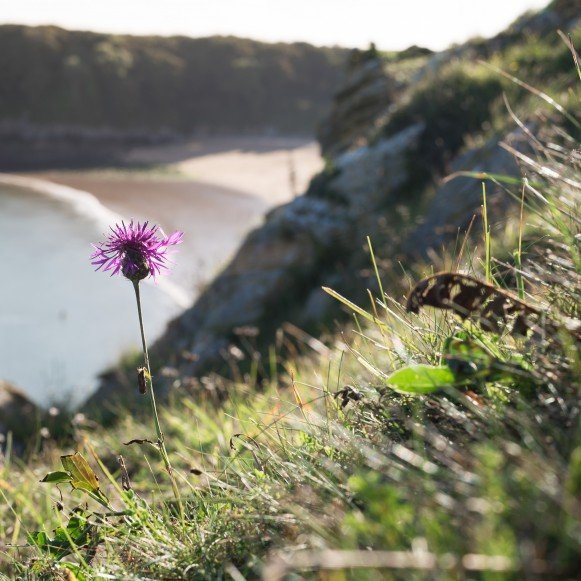 Barafundle bay beach